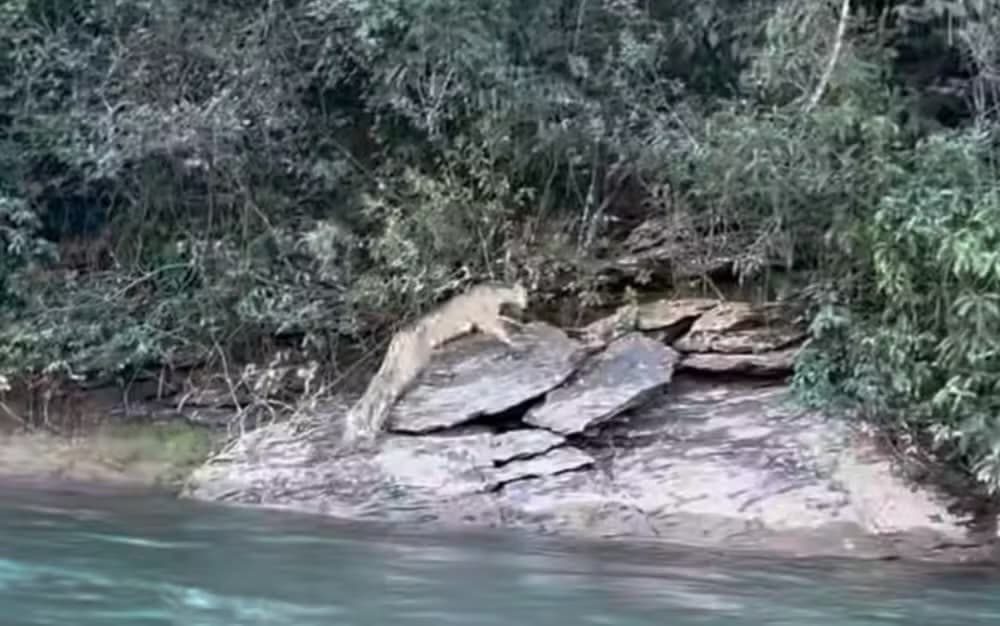 Onça surpreende pescadores e atravessa rio bem na frente de embarcação: “emoção foi grande”