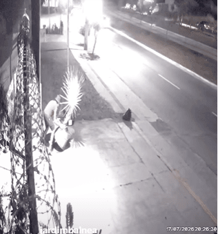 'Peba' invade floricultura em Goiânia e leva palmeira de R$ 500