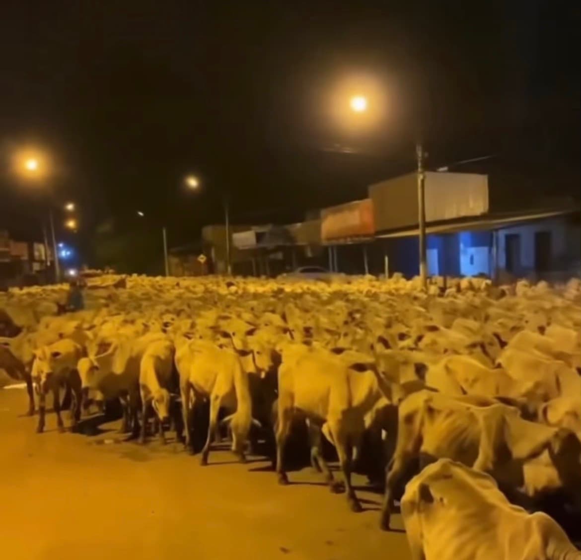 Vídeo mostra impressionante travessia de 1.400 bois e vacas na madrugada da cidade de Goiás