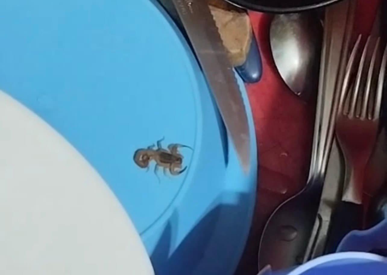 Infestação de escorpiões assusta moradores em Goiânia