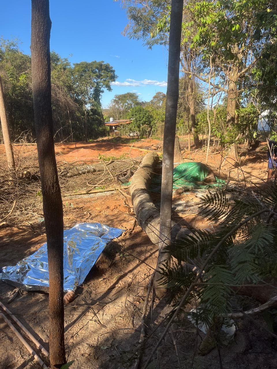Homem é esmagado por tronco durante poda de árvore em Bela Vista de Goiás