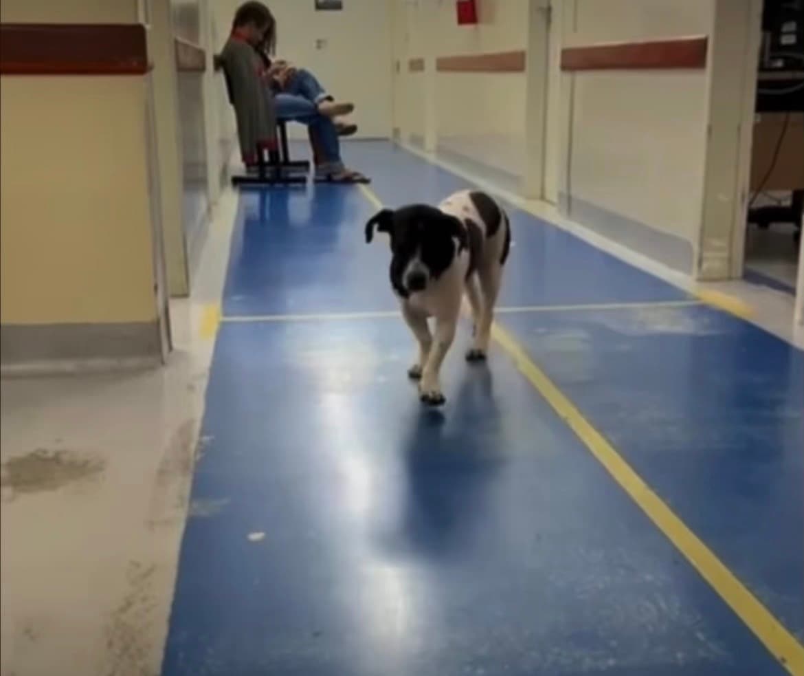 Cão 'Dipirona' vive há duas semanas na porta de UPA esperando tutor que faleceu