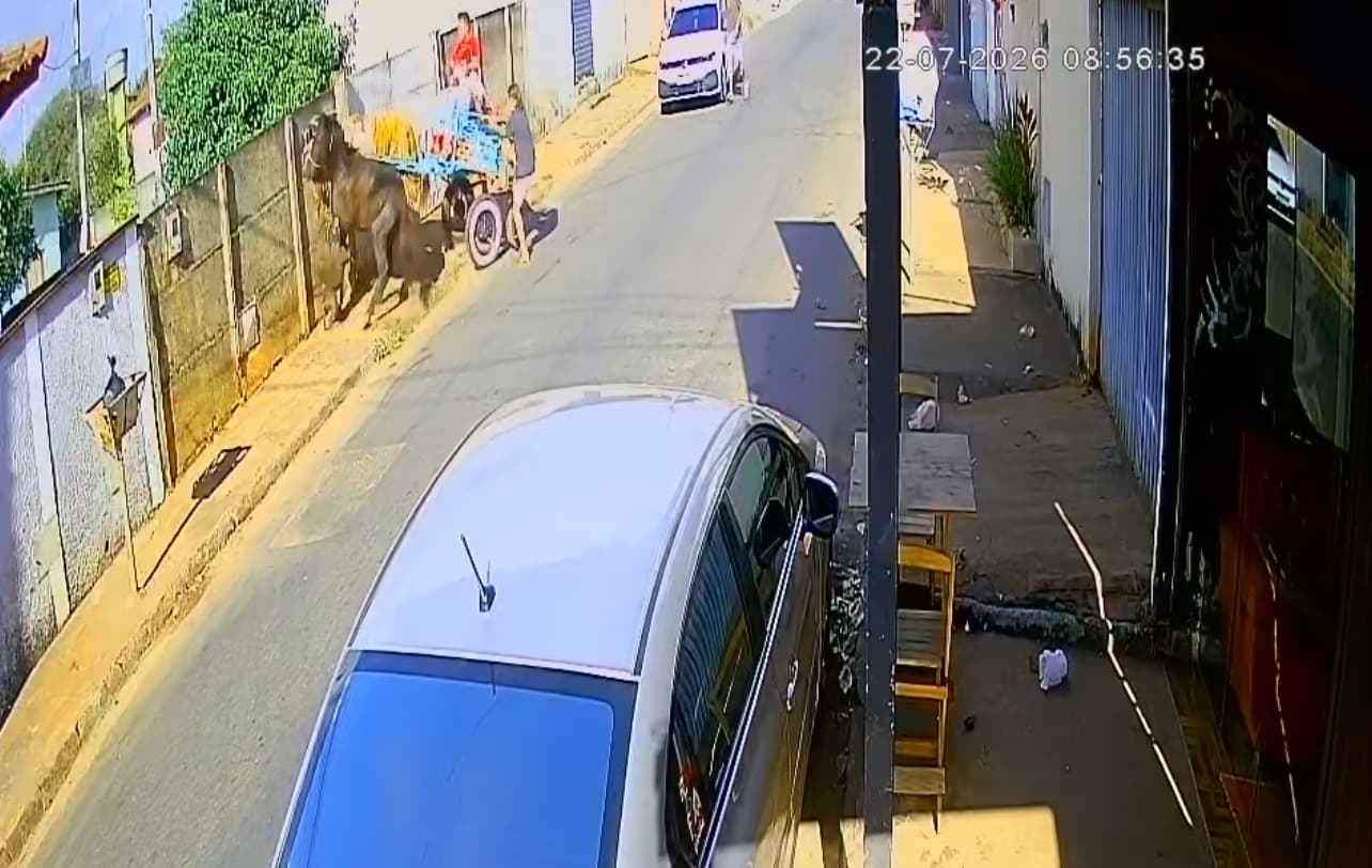Pitbull foge de casa e ataca cavalo que puxava carroça, em Inhumas
