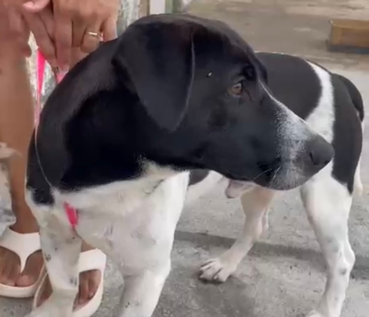 Cão “Dipirona”, que esperou tutor morto na porta de UPA, é adotado e ganha nova família em Goiânia