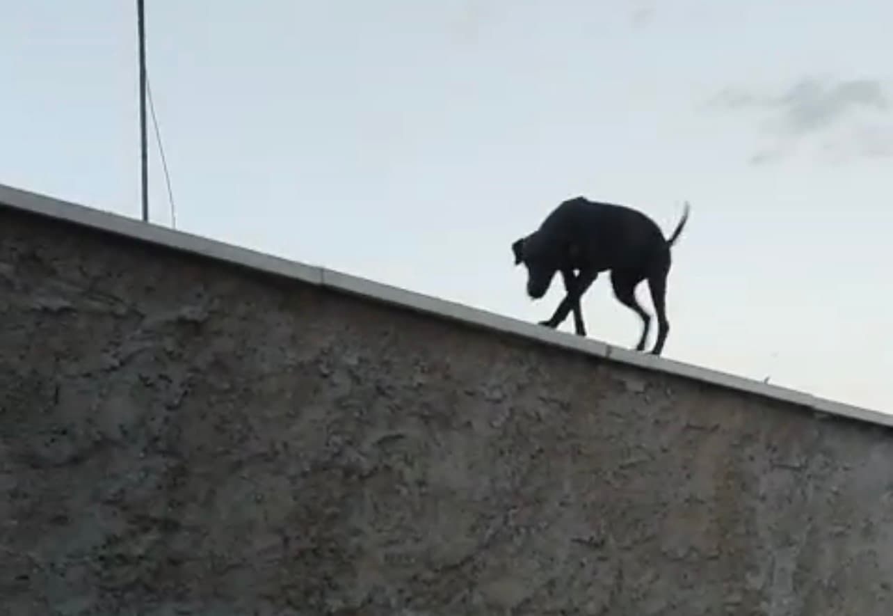 Cachorro anda sobre muro alto como se fosse gato e vira mascote de bairro