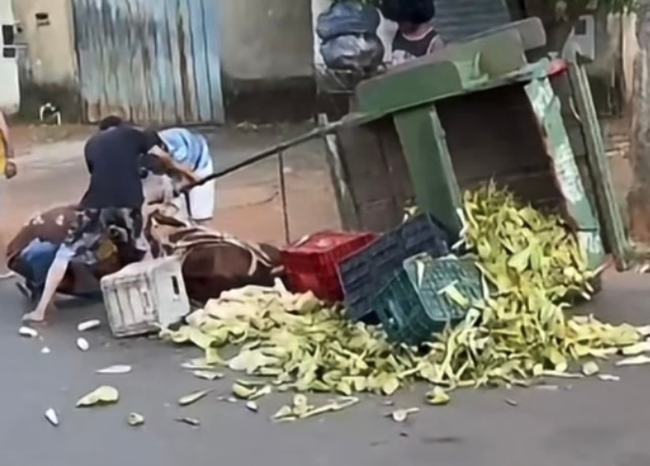 Cavalo cai no meio da rua ao puxar carroça carregada de milho
