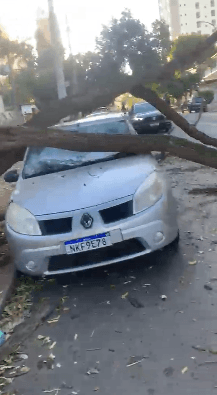Árvore cai sobre carro no Setor Leste Universitário e dono procura prefeitura para cobrar prejuízo