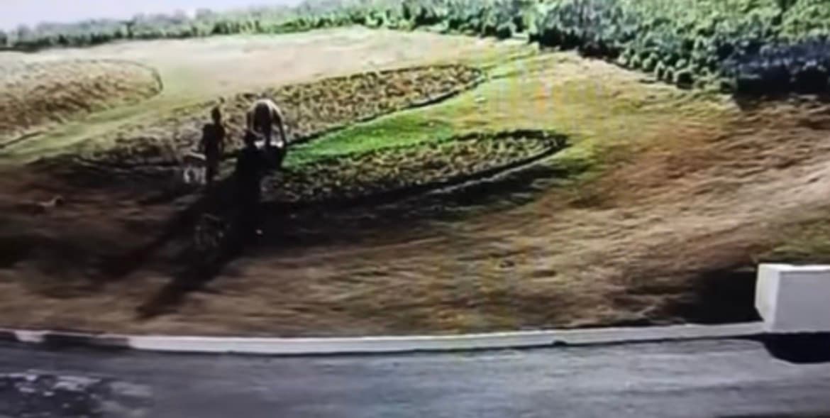 Seis cães são abandonados na porta da Prefeitura de Aparecida