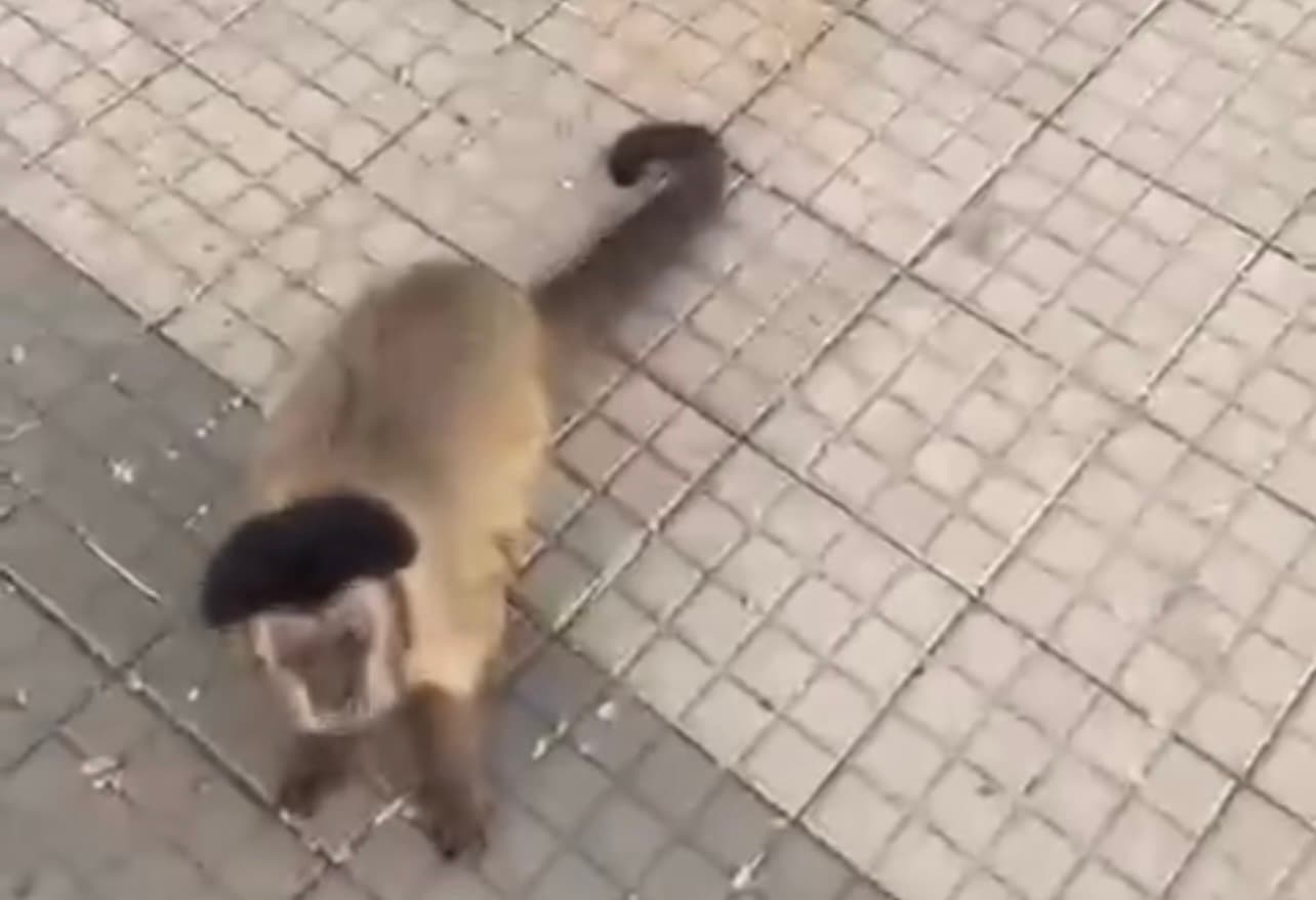 Casal é perseguido e mordido por macacos durante caminhada em parque