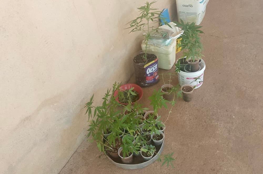 Denúncia de cheiro forte leva polícia a estufa de maconha; casal preso