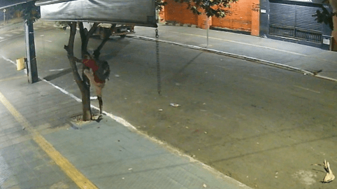 Ladrão escala árvore no Centro de Goiânia para roubar ar-condicionado