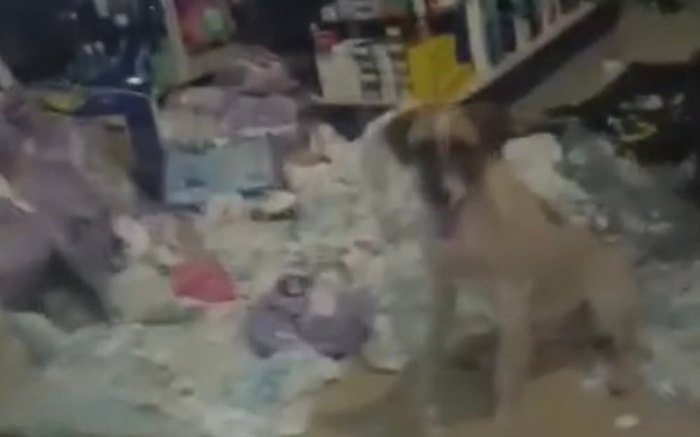 Cachorro "invasor" passa a madrugada em farmácia e destrói R$ 800 em fraldas