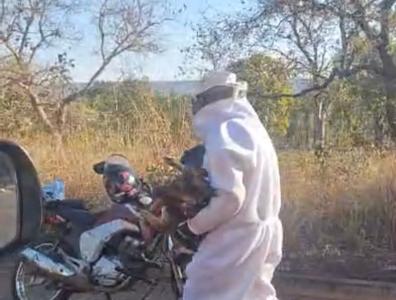 Ataque de abelhas africanizadas mata galinhas, fere cão e mobiliza bombeiros