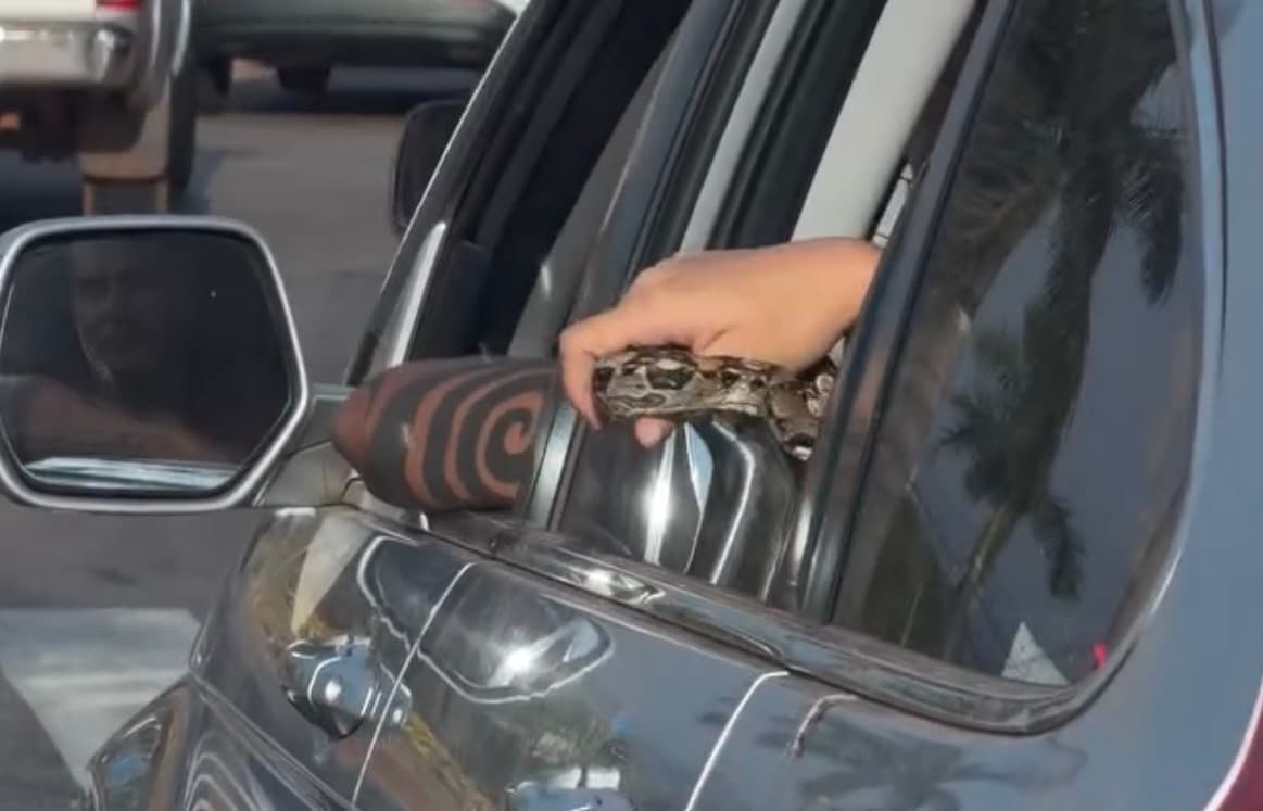 Serpente é vista “passeando” de carro em Goiânia