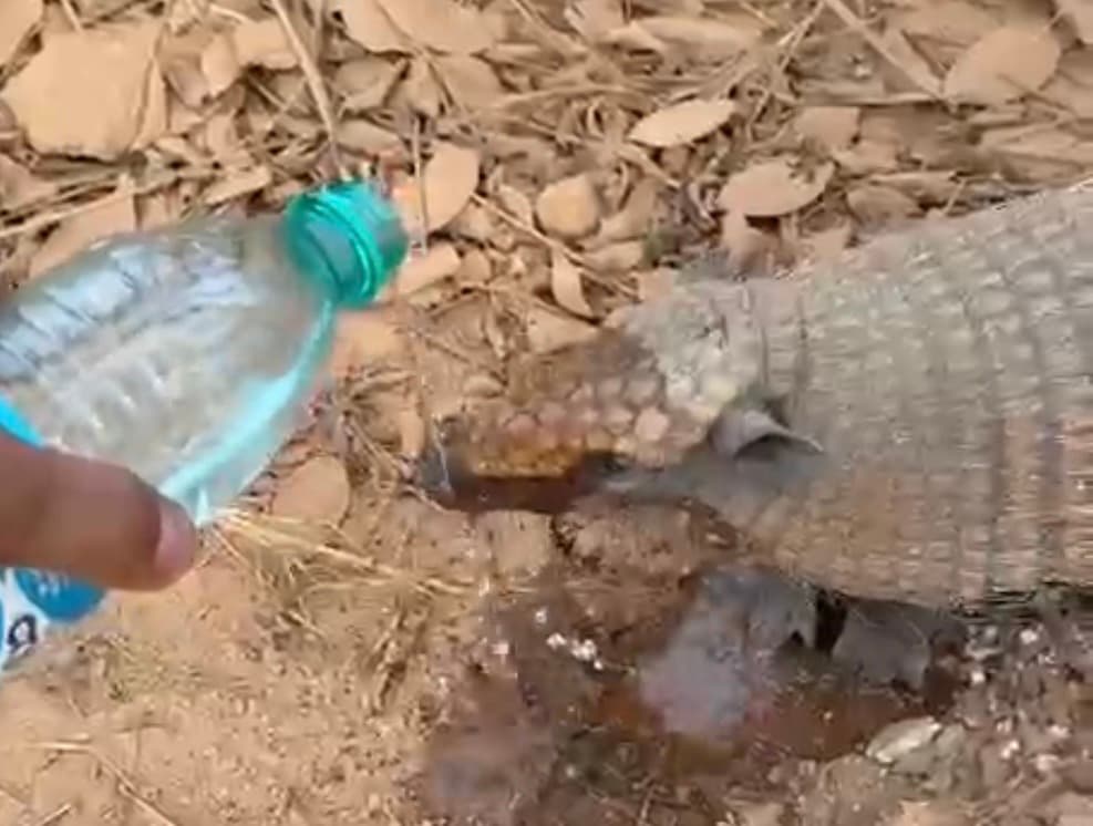 Caminhoneiro para viagem e dá água a tatu debilitado pelo calor