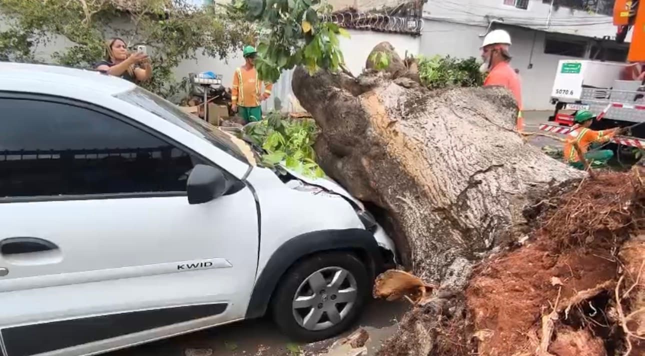 Vento forte derruba árvore e esmaga carro no Setor Vila Nova em Goiânia