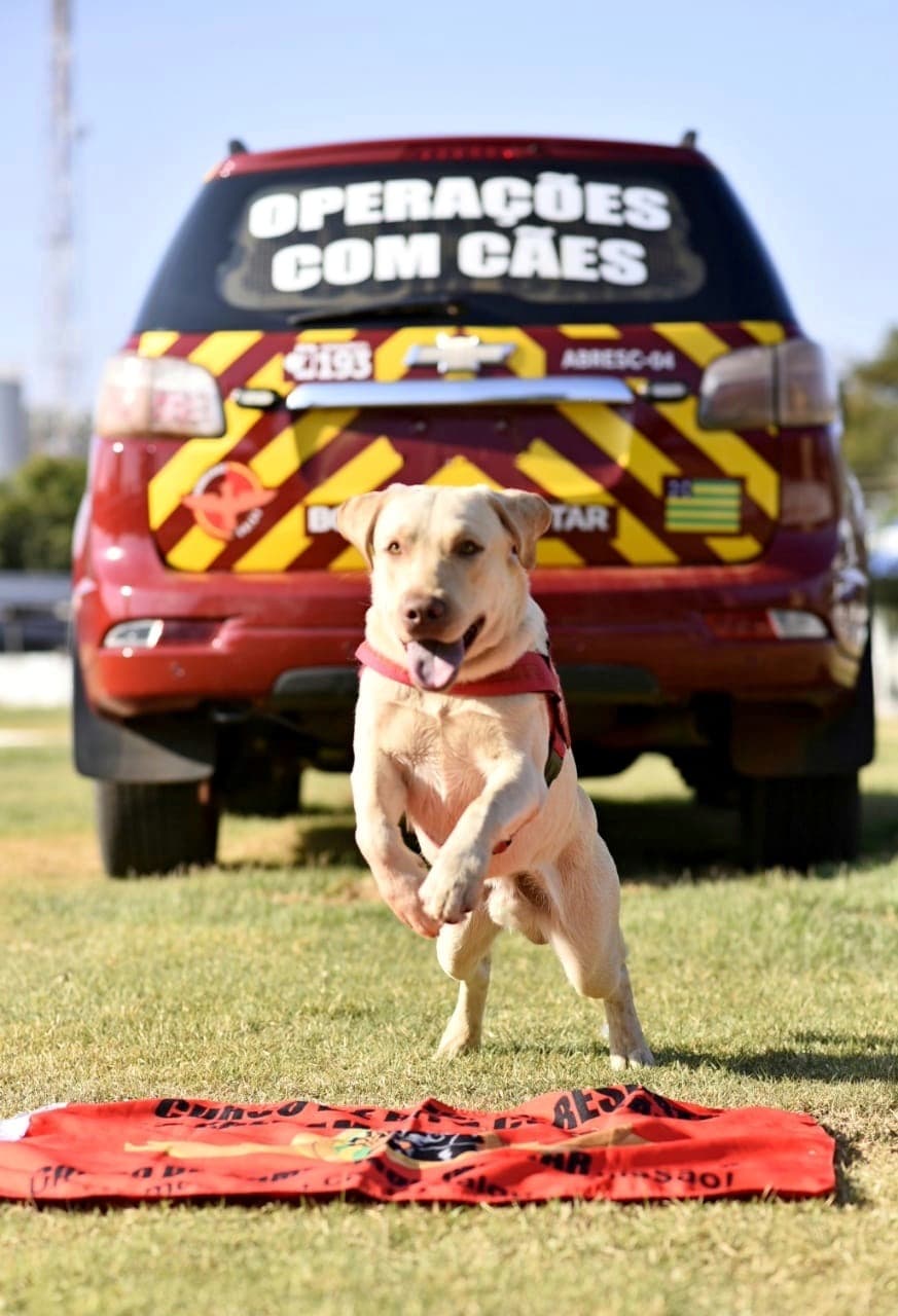 Adeus ao cão bombeiro Fênix: animal que salvou vidas em grandes resgates morre em Goiás