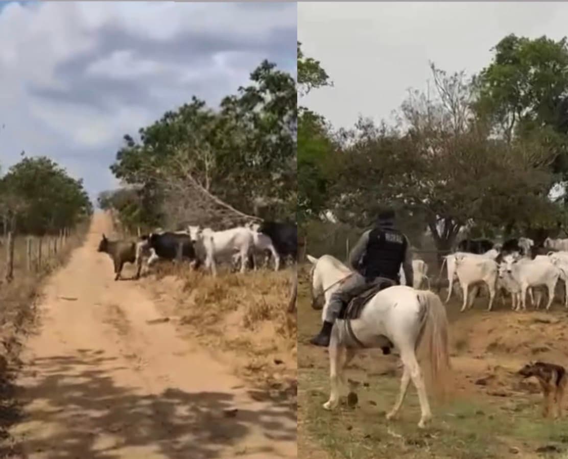 Homem tranca 14 cabeças de gado do vizinho e cobra taxa de 750 reais para devolver