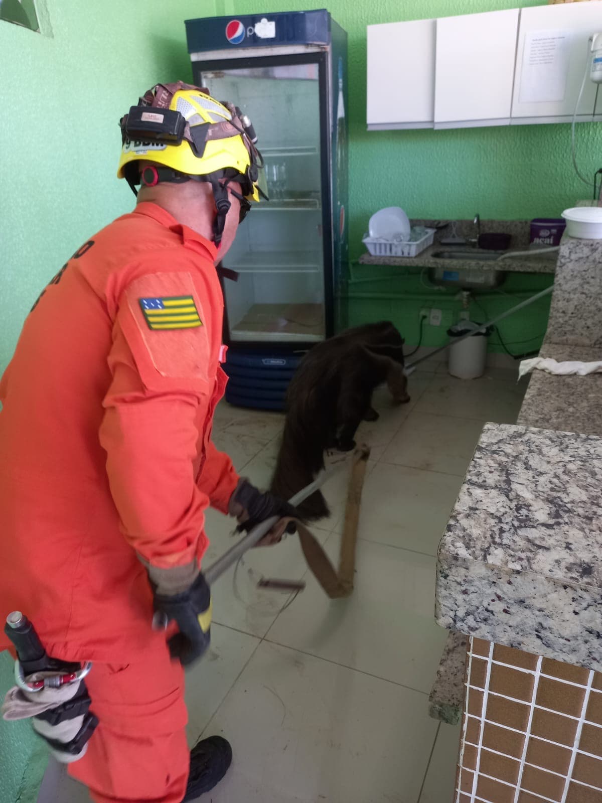 Corpo de Bombeiros resgata tamanduá-bandeira dentro de clube em Caldas Novas