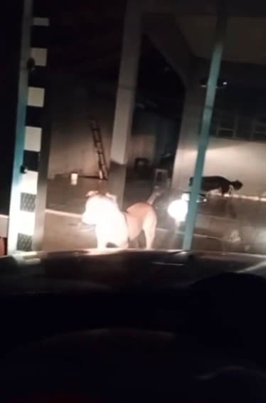 Pitbull ataca dona no portão de casa, causa pânico e família é obrigada a dormir dentro de carro