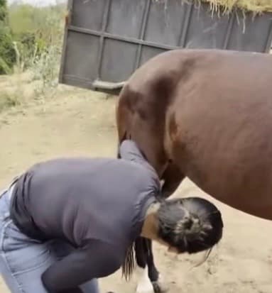 Vídeo flagra veterinária sendo atingida por coice de cavalo durante exame em animal