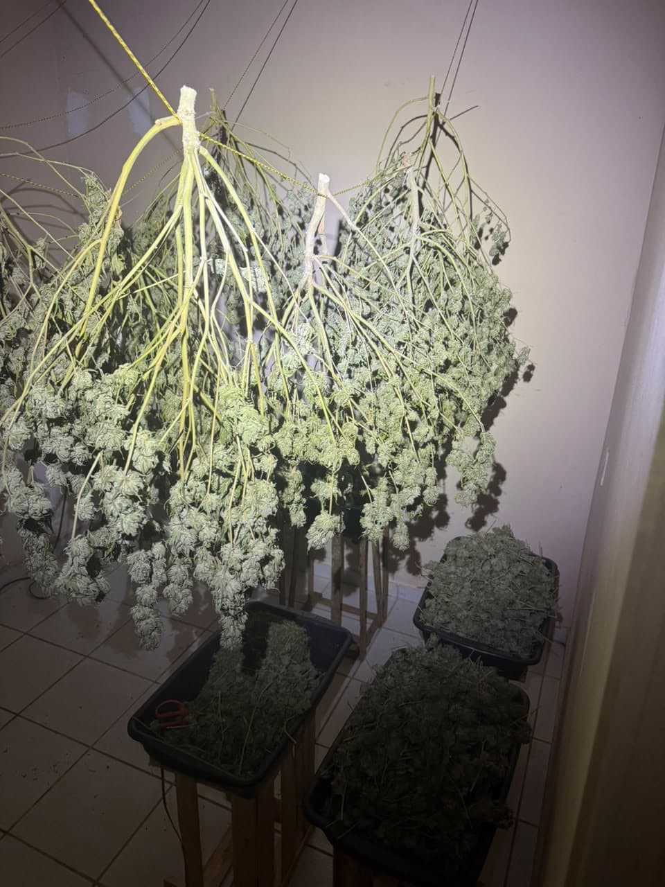 Operação desmantela esquema de 'supermaconha' vendida pela internet sob pretexto medicinal
